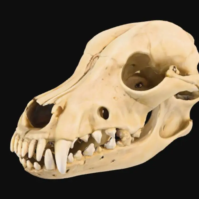 3D model for Skull Study