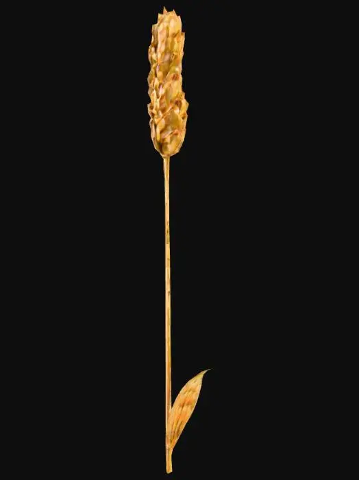 3D model for Golden wheat