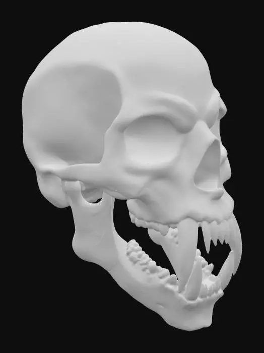 3D model for A demonic reaper skull, intricately detailed with an imposing, predatory form. Its bone structure is ancient and dark, featuring a rough, weathered texture with visible cracks and deep striations that hint at immense age and torment. Elongated, razor-sharp fangs protrude menacingly from a skeletal jaw. The empty eye sockets are deep and hollow, casting an ominous shadow, and the overall color is a dark, bleached bone, conveying a cold, hard, and unyielding presence without any cranial adornments.