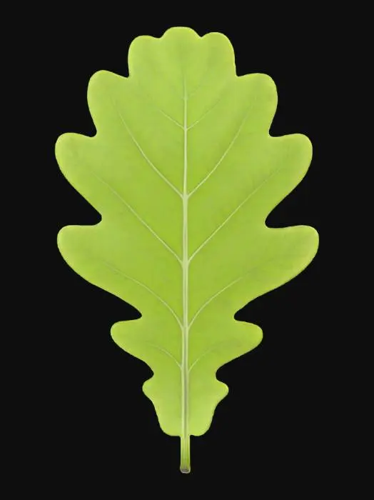 3D model for Oak Glow, #PBR#