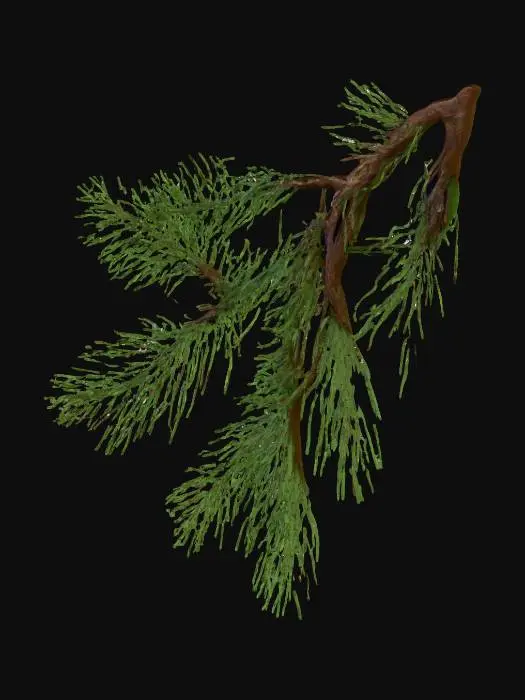 3D model for A flat, low-polygon pine branch, appearing as a two-dimensional plane meticulously textured to simulate depth. Its surface vividly displays the rugged, dark brown bark of a pine branch, from which numerous short, sharp, dark green pine needles extend outwards. The needles are densely packed and individually defined within the texture, with subtle painted highlights creating a realistic illusion of their cylindrical form and clusters, despite the underlying flat geometry. The entire piece captures the essence of a real branch and needles on a single plane.