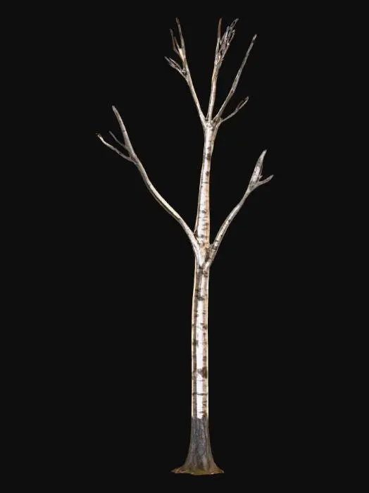 3D model for Birch 2 tree