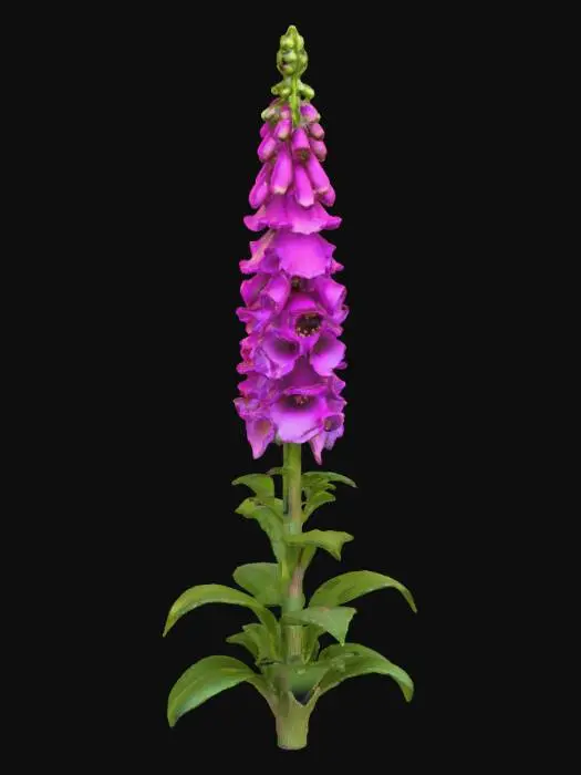 3D model for Foxglove Blossom