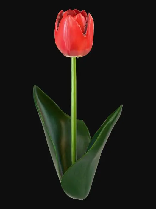 3D model for tulip