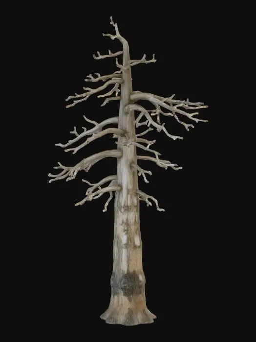 3D model for Pine done ue5