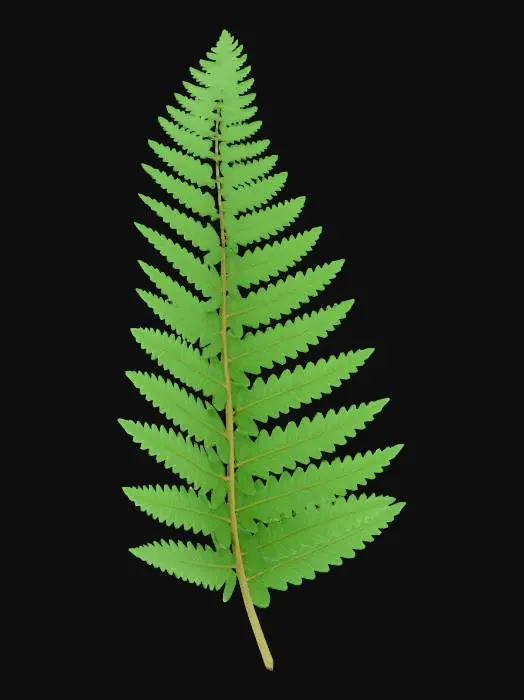 3D model for Meshy_AI_Fern_Elegance_0108093340_generate