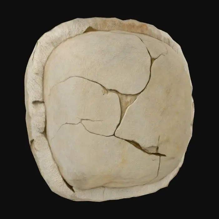3D model for Cracked_Stone_1108210526_generate
