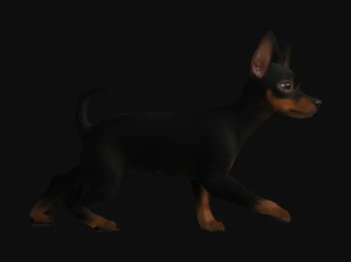 3D model for a small, smooth-coated black min-pin dog with a compact, angular body and pronounced facial expression, quadruped