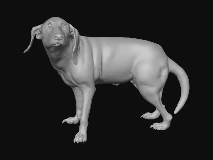 3D model for Curious Pup Indoors