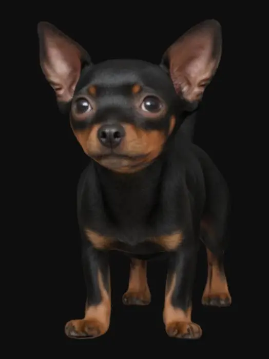 3D model for a small, smooth-coated black min-pin dog with a compact, angular body and pronounced facial expression, quadruped 