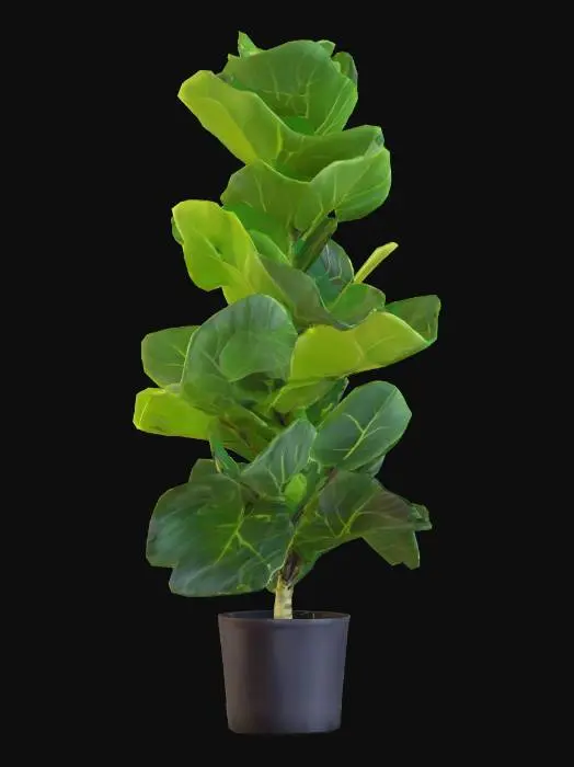 3D model for Fiddle Leaf Beauty
