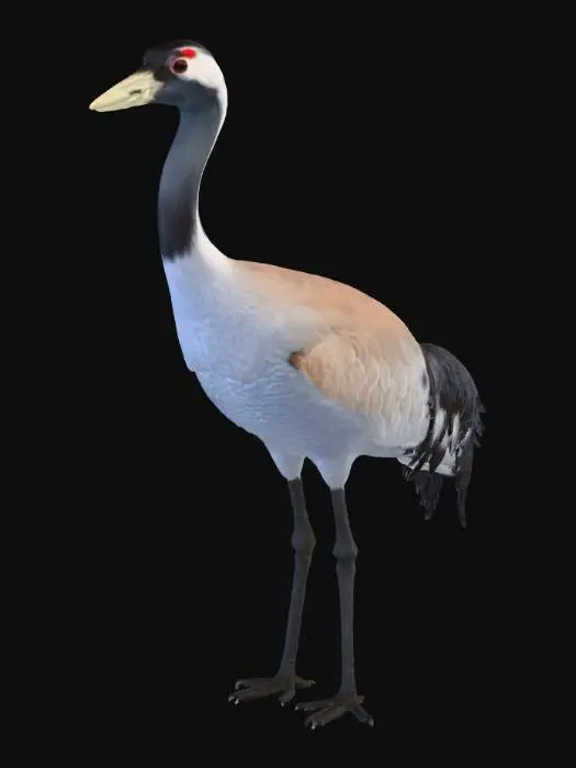 3D model for Serene Crane