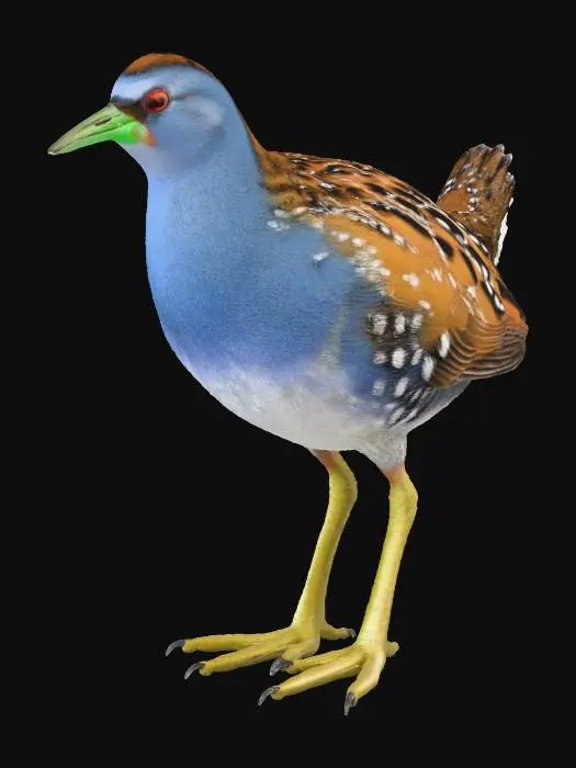 3D model for bataklık su tavuğu