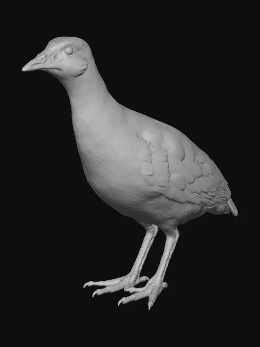 3D model for Bıldırcın kılavuzu