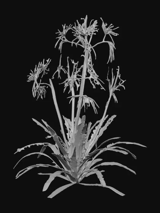 3D model for Desert Blossom