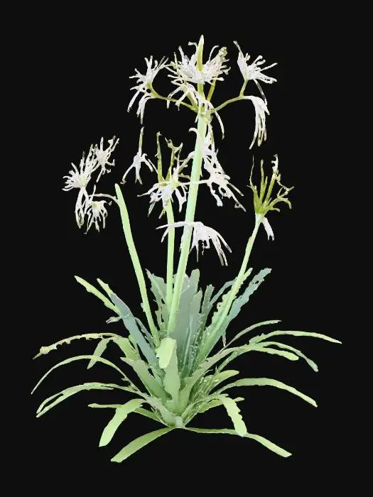 3D model for Desert Blossom