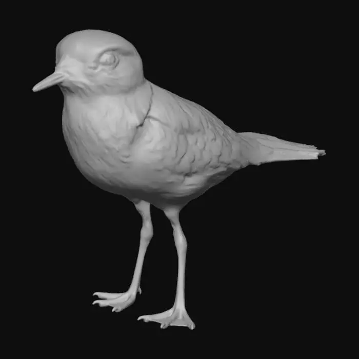 3D model for küçük cılıbıt