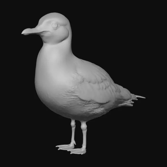 3D model for Akdeniz martısı