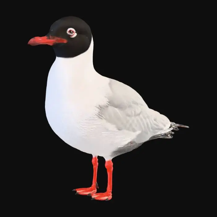 3D model for Akdeniz martısı