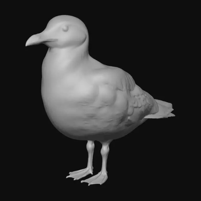 3D model for kara ayaklı martı