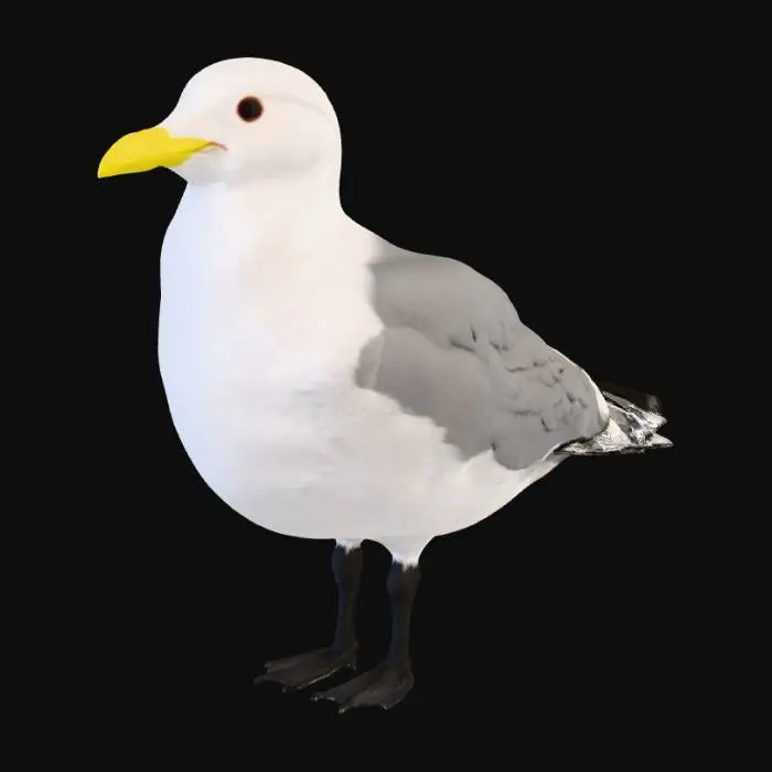 3D model for kara ayaklı martı