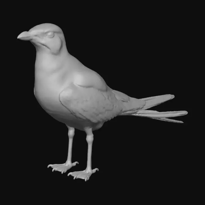 3D model for bataklık kırlangıcı