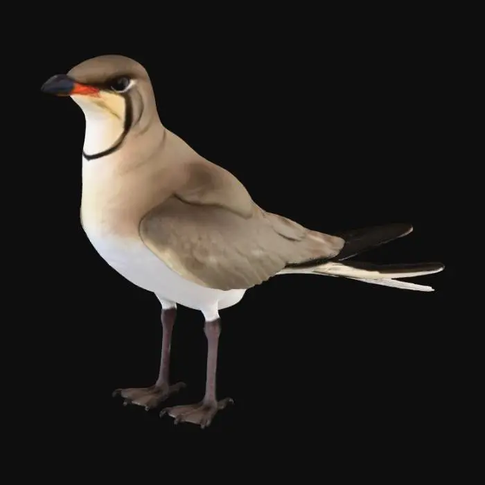 3D model for bataklık kırlangıcı