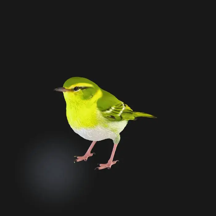 3D model for Yeşil çıvgın