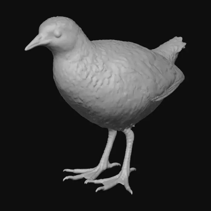 3D model for benekli su tavuğu