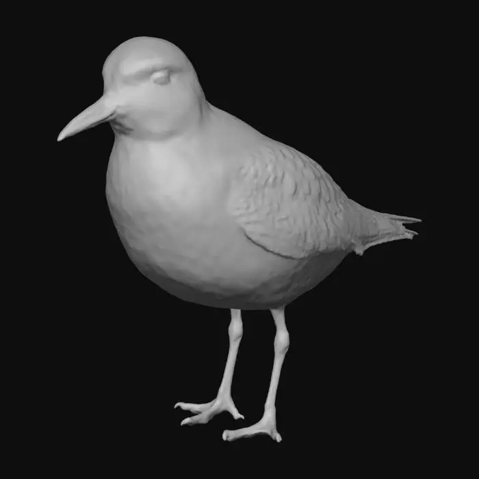 3D model for Ak kumkuşu