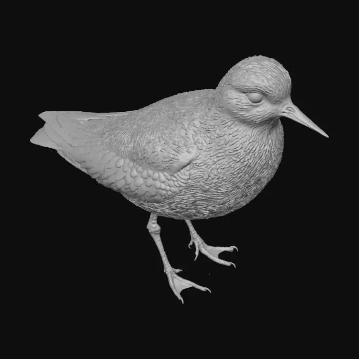 3D model for Sarı bacaklı kumkuşu