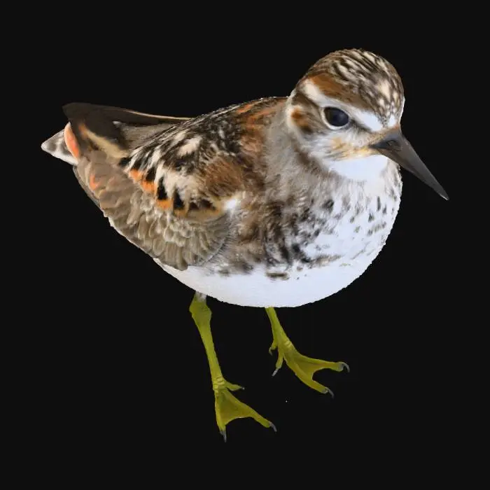 3D model for Sarı bacaklı kumkuşu