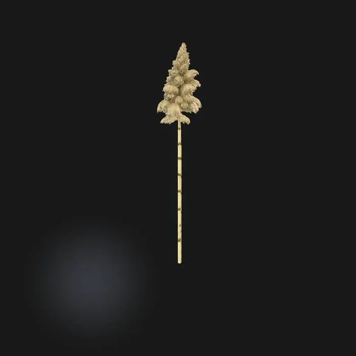 3D model for Pampas Elegance