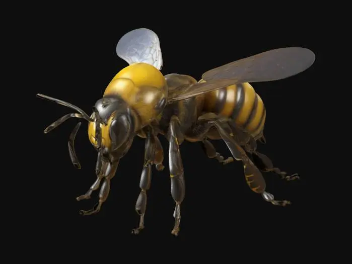 3D model for "Create a highly detailed 3D model of a realistic honey bee, with accurate anatomical proportions. The model should include segmented body parts (head, thorax, abdomen), six legs with joints, antennae, wings with visible vein structures, and fine hair-like textures across the body. The eyes should be large and compound. Include a stinger and detailed feet. The pose should be neutral, suitable for rigging and animation. Focus on clean topology and natural proportions, optimized for game development and real-time rendering."

