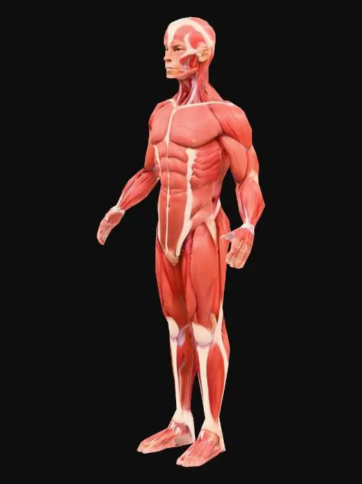 3D model for human_anatomy