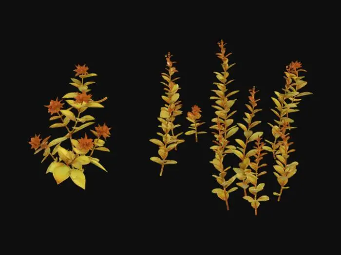 3D model for Autumn Foliage Study