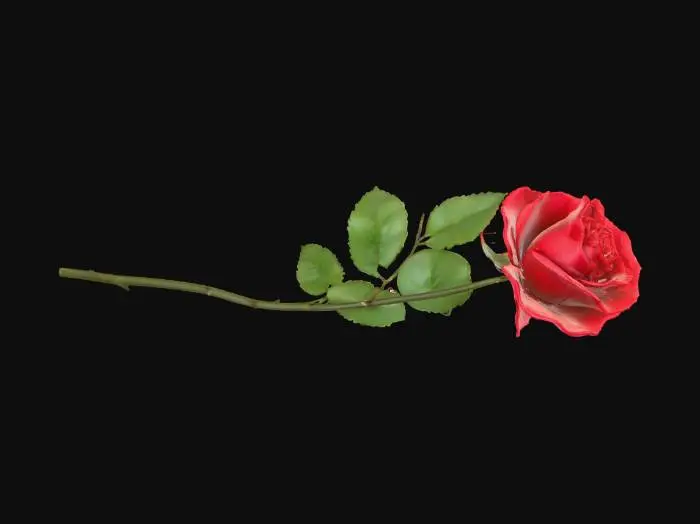 3D model for Red Rose Elegance