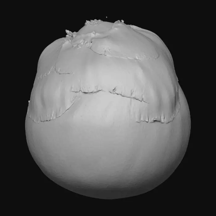 3D model for Palmyra Palm Fruit