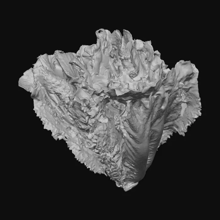 3D model for Lettuce