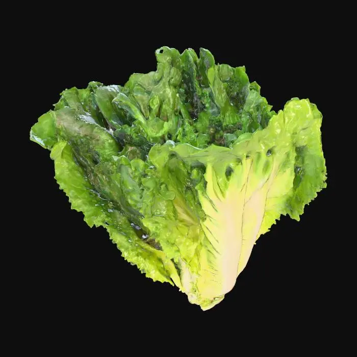 3D model for Lettuce