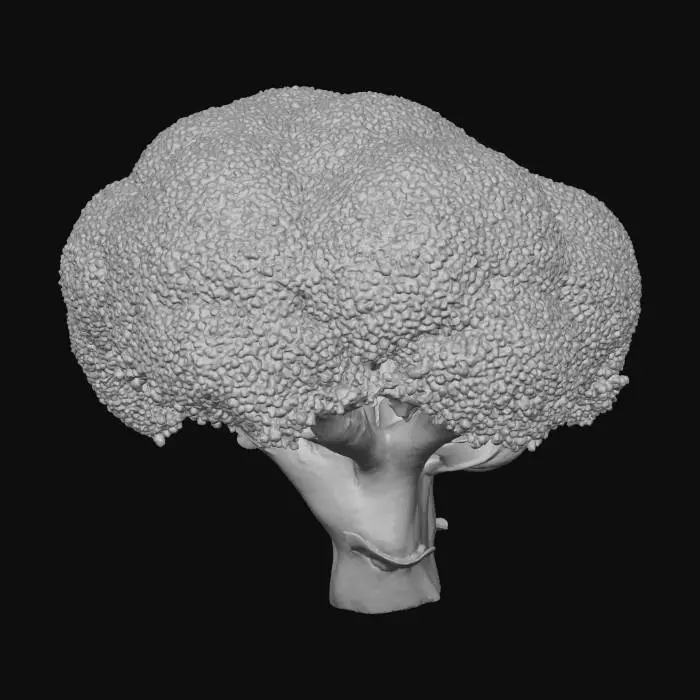 3D model for Broccoli
