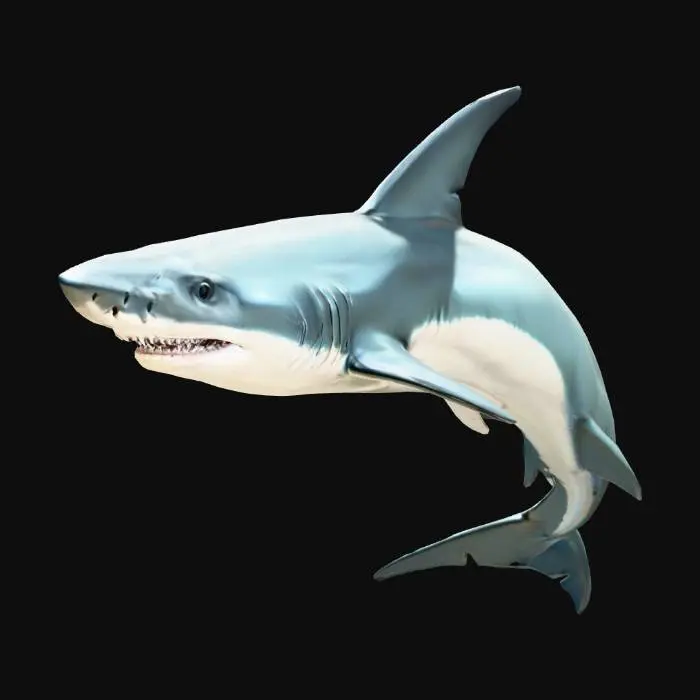 3D model for Shark Soaring