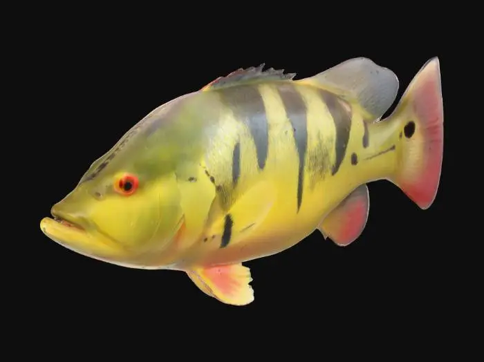 3D model for Tucunare 3d model