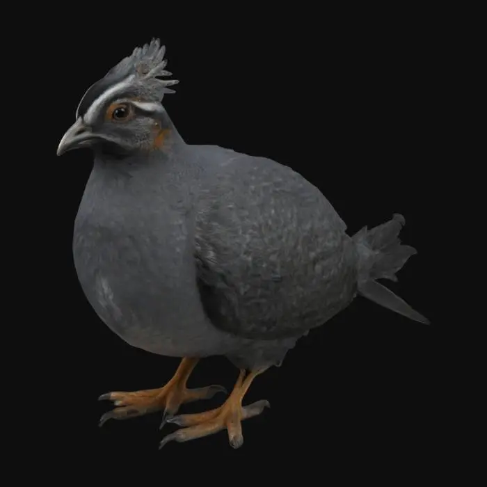 3D model for Very realistic Himalayan Quail (dark grey in colour) with very easily riggable body parts including wings and mouth