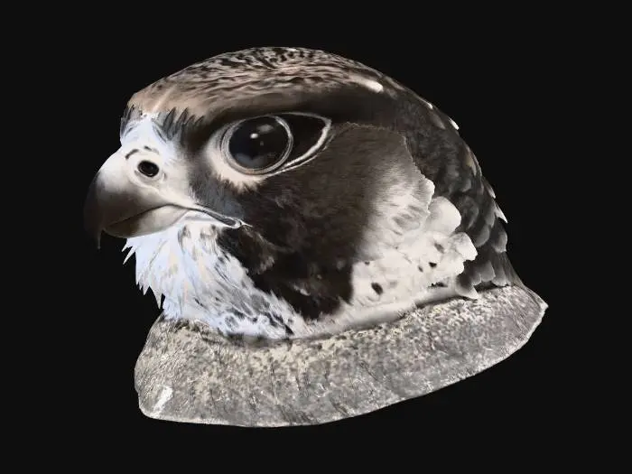 3D model for Portrait of a Falcon