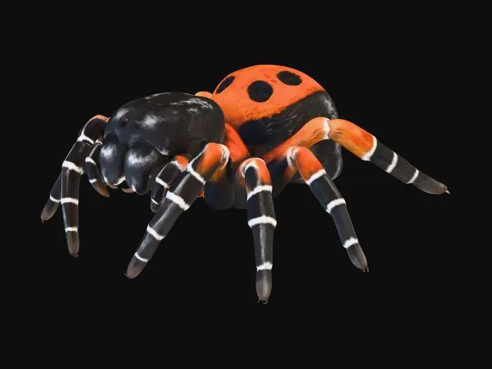 3D model for Eresus_maschio