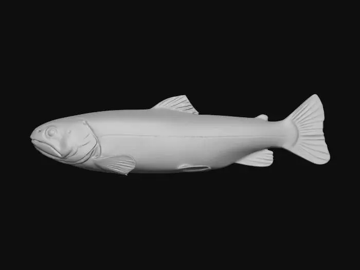 3D model for Trout