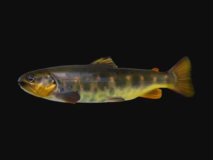 3D model for Trout