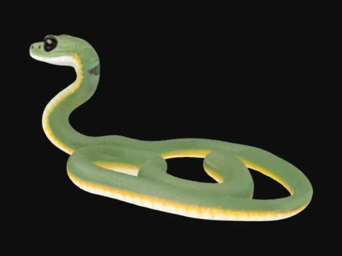 3D model for Arrow snake (latin "Chrysopelea" or "Psammophis lineolatus"). The narrow head slightly separated from the neck. The frontal shield is long and very narrow. The upper surface of the muzzle is concave or with a longitudinal groove.