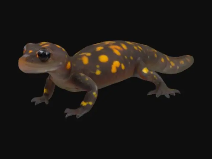 3D model for Siberian salamander a.k.a "Salamandrella keyserlingii"
